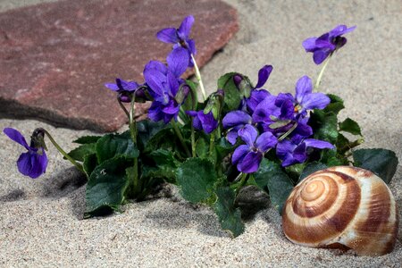 Violet plant spring viola photo