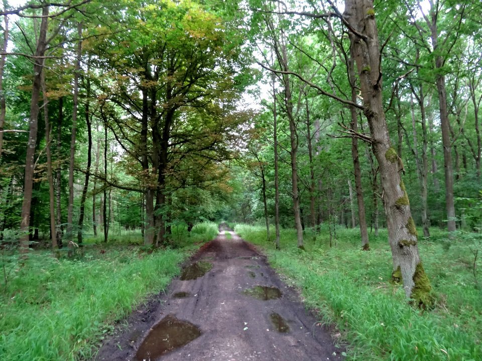 Bdg LasRynkowski 3 07-2014