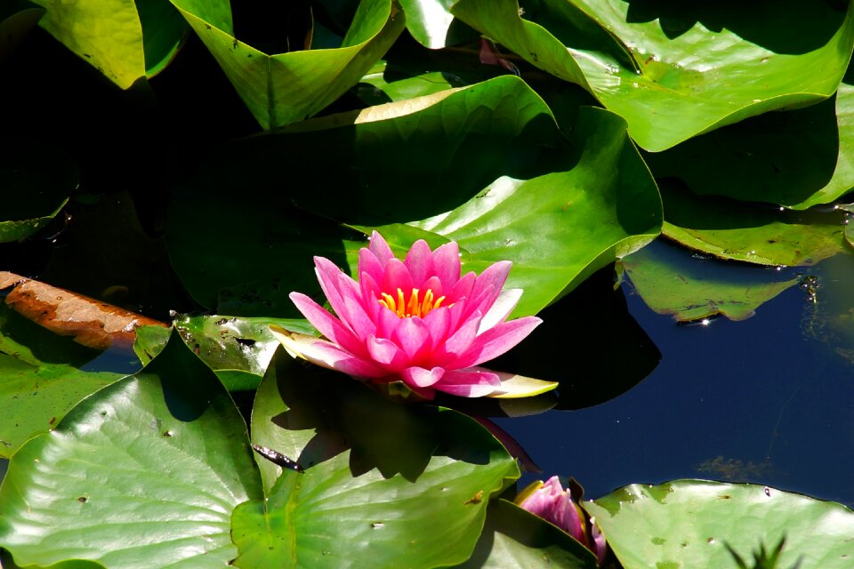 Water lily nature plant