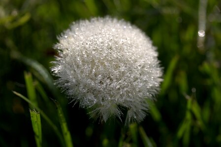 Dew plant wet