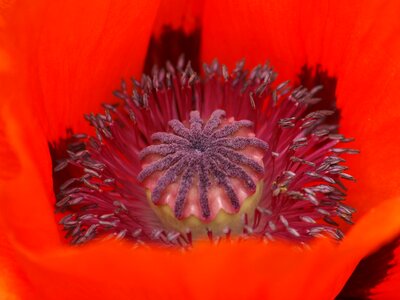 Gardening poppy perenn-mohn fire-mohn photo