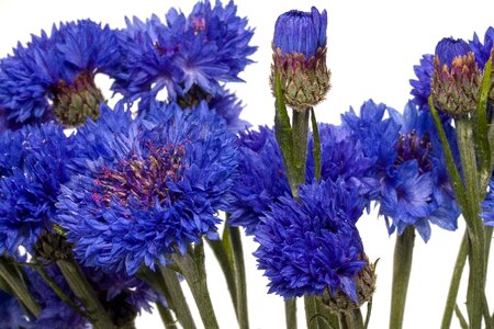 Macro blue flower blossom