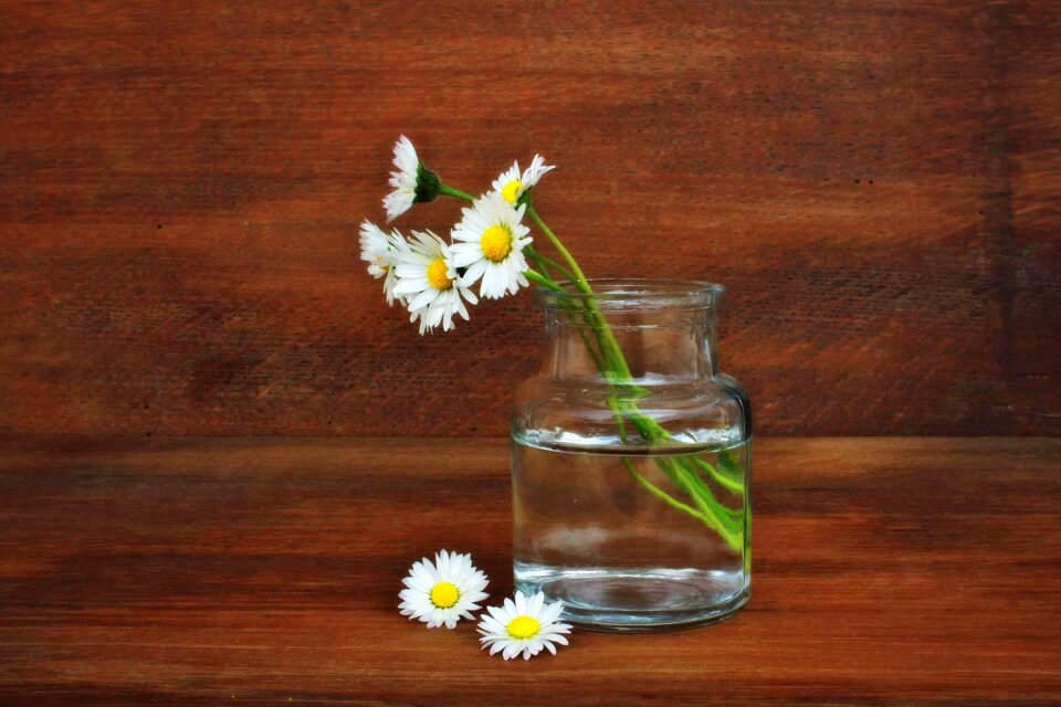 White spring geese flower