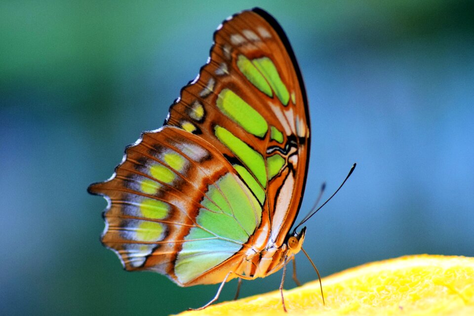 Yellow colorful green