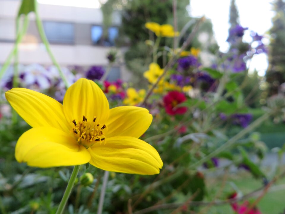 Garden yellow yellow flower