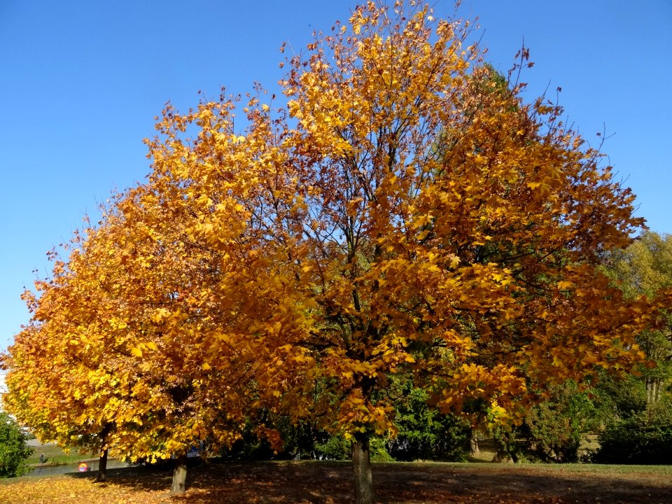 Bdg Centralny park 10-18 1