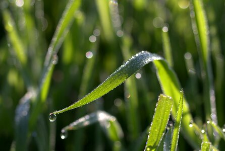 Green morning nature photo