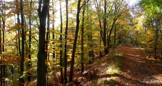 Bdg dęby Zamczysko pp10-2018a