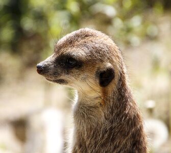 Animals meerkat zoo