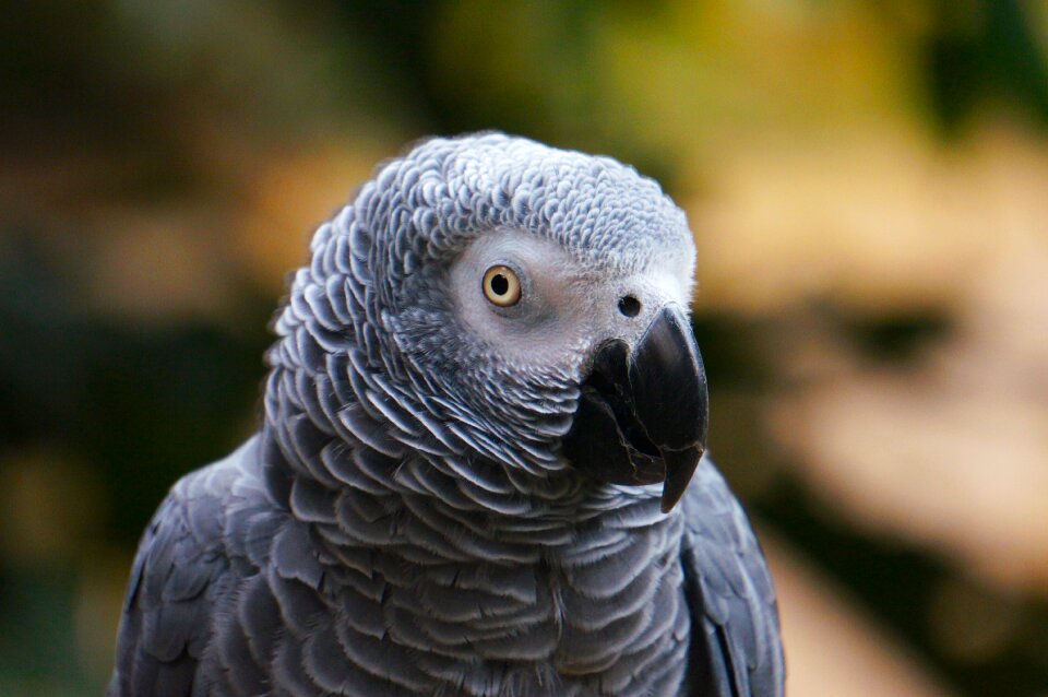 Parrot close up head photo