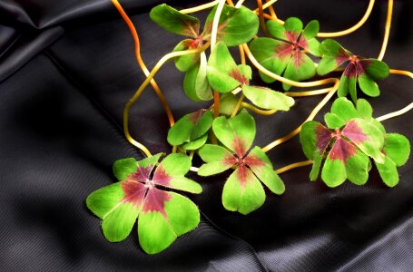 Vierblättrig lucky clover plant