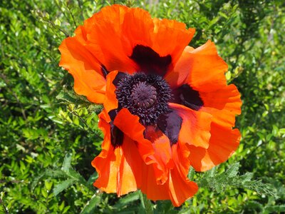 Gardening poppy perenn-mohn fire-mohn photo