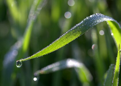 Green morning nature