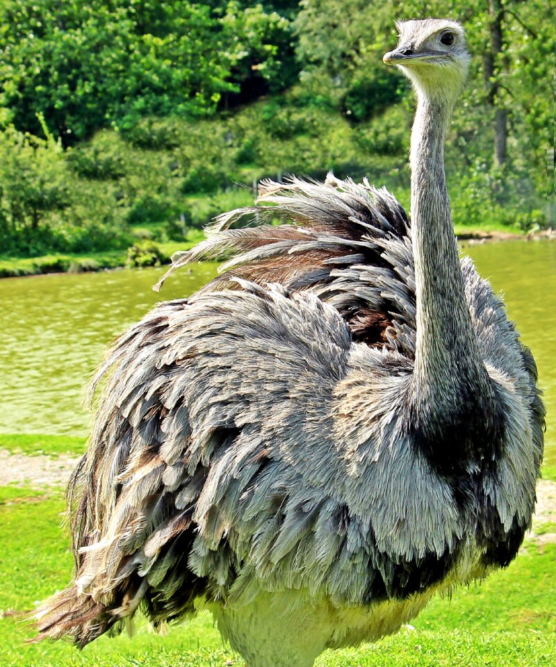 Big bird animal nature