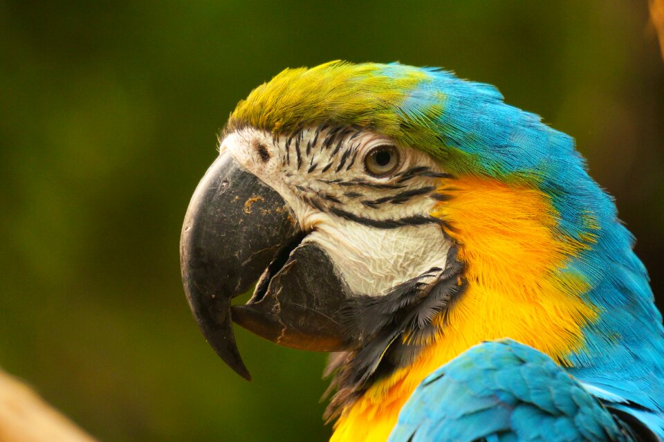 Parrot close up head photo