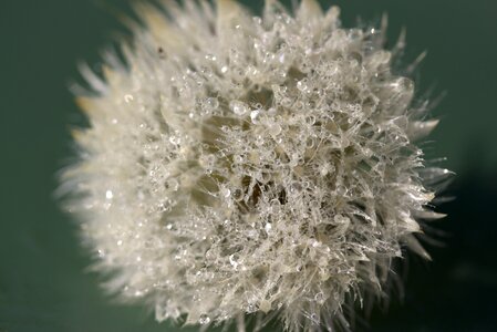 Dew plant wet
