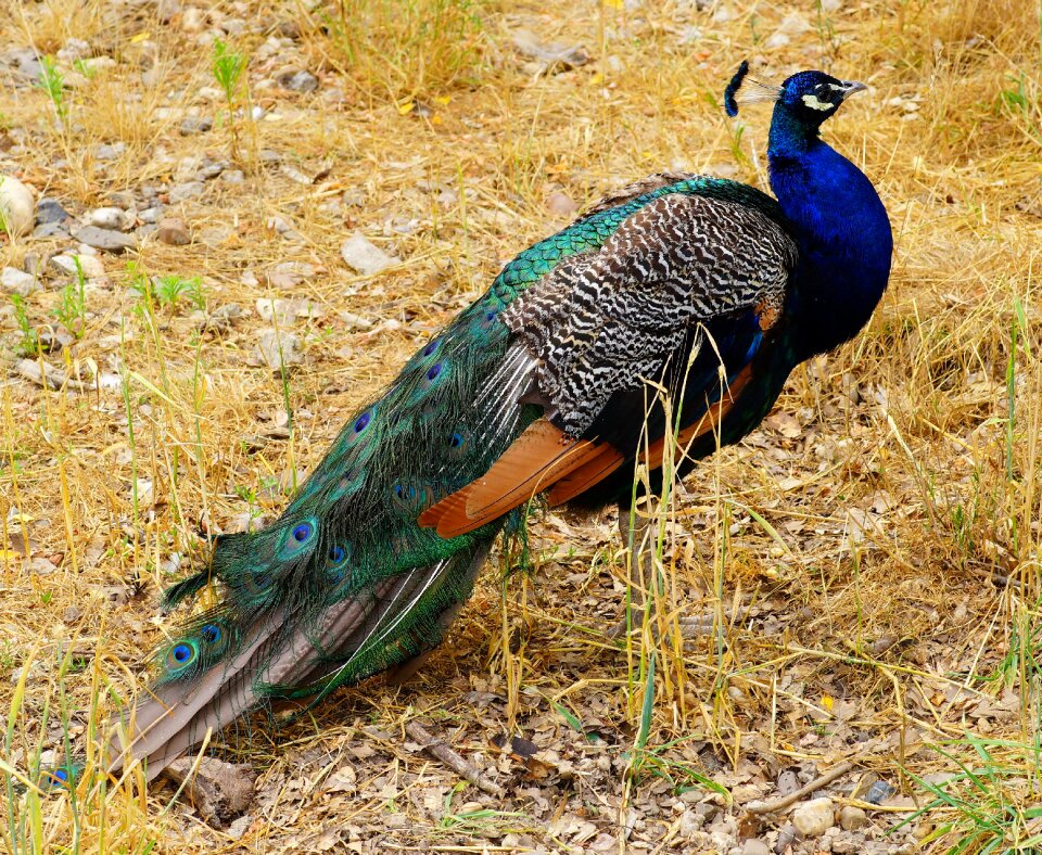 Feather blue iridescent