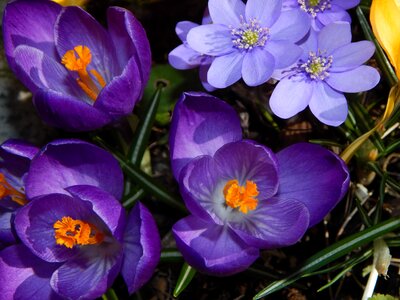 Blue purple spring awakening photo