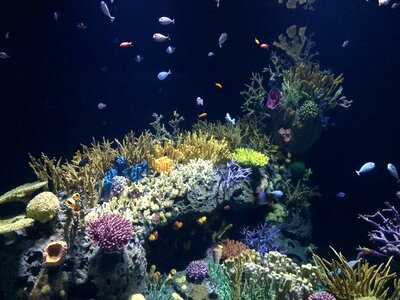 Animal ocean aquarium photo