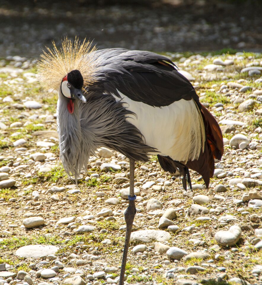 Bird crane inch zoo
