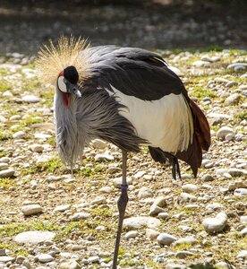 Bird crane inch zoo