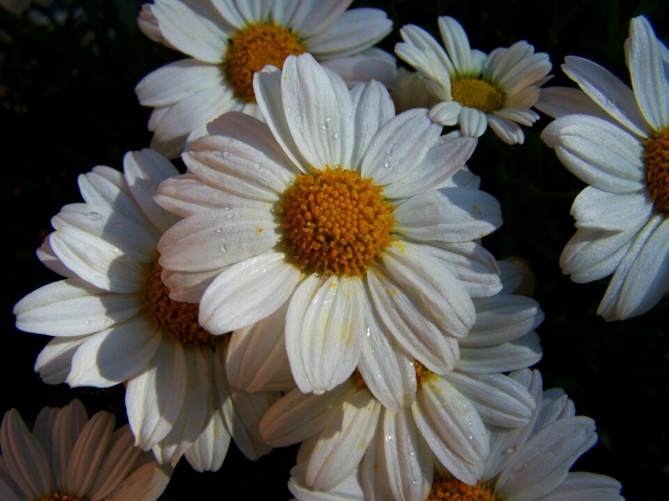 Daisy white flower summer flower