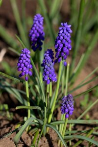 Mov spring flower
