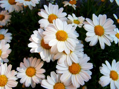 Daisy white flower summer flower