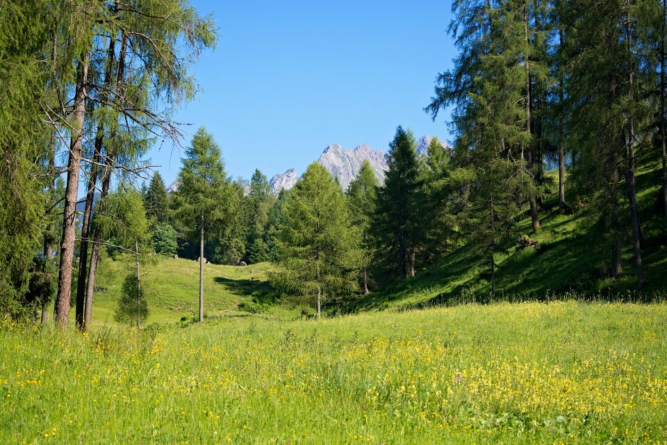 Trees mountains sky