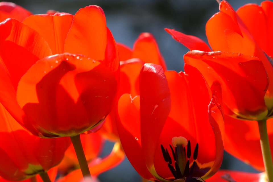 Tulip macro close up