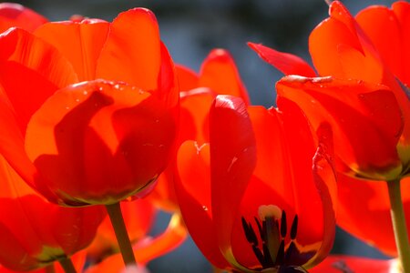 Tulip macro close up photo