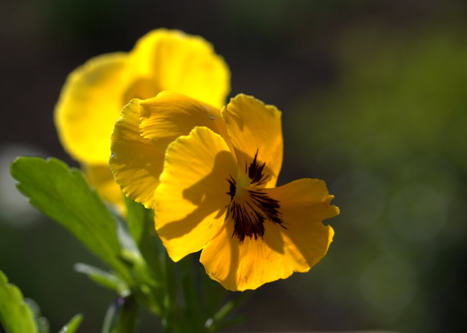 Yellow flower spring