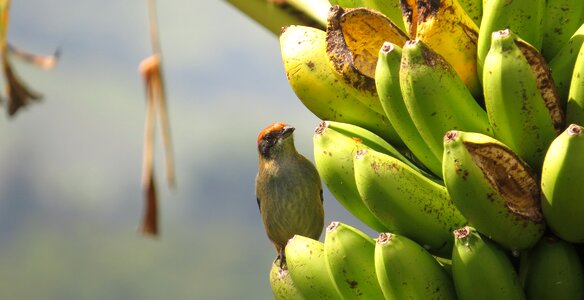 Salento armenia colombia