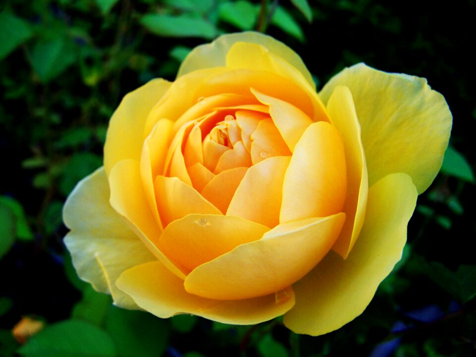 Rose yellow roses summer flower