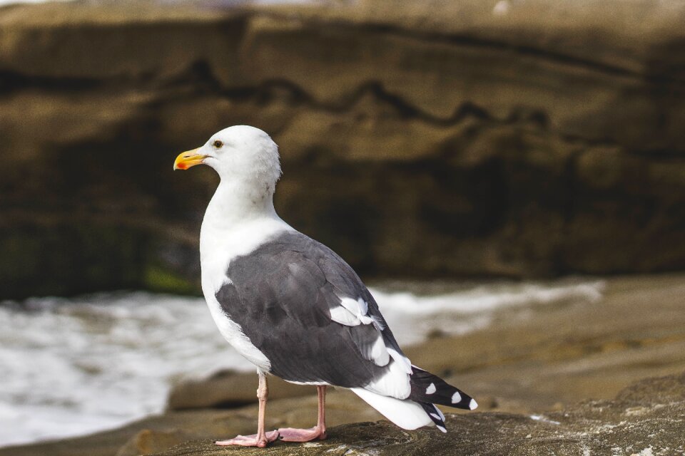 Seabird sea seagull