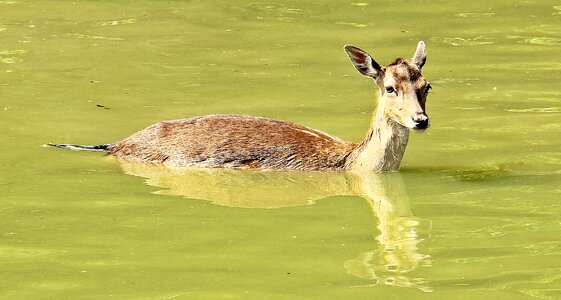 Nature animal mammal