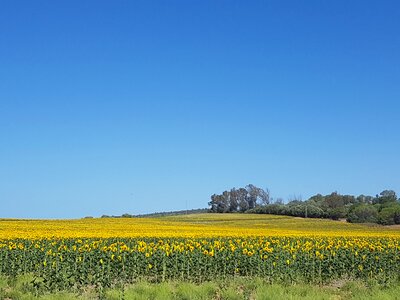 Summer landscape flowers