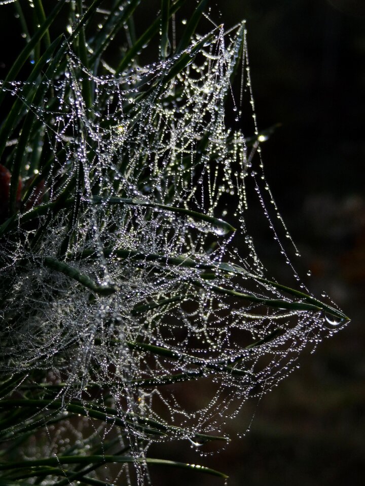 Dewdrop morgentau beaded