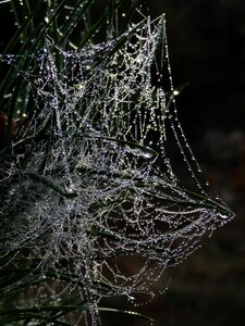 Dewdrop morgentau beaded photo