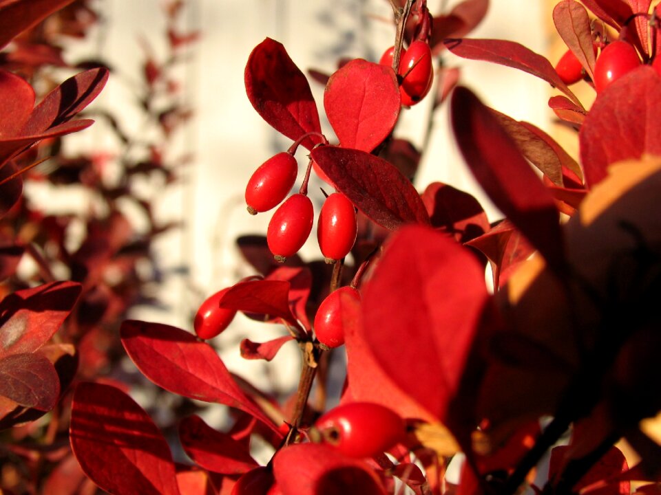 Barberry autumn berry