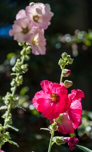 Nature pink bright photo