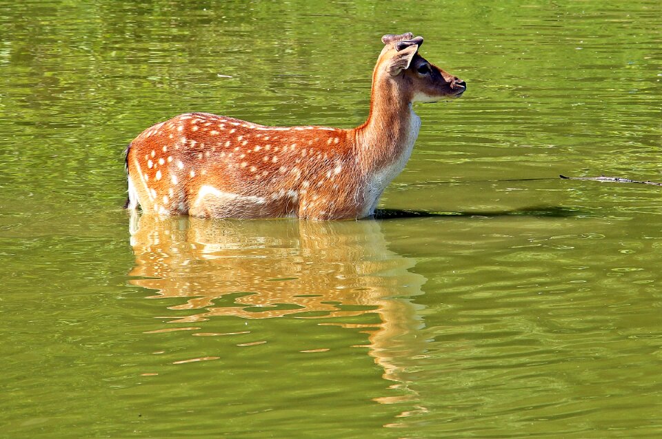 Nature animal mammal