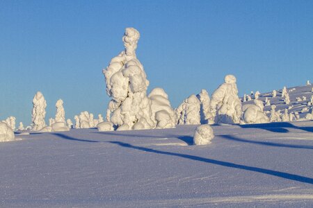 Lapland wintry winter tree