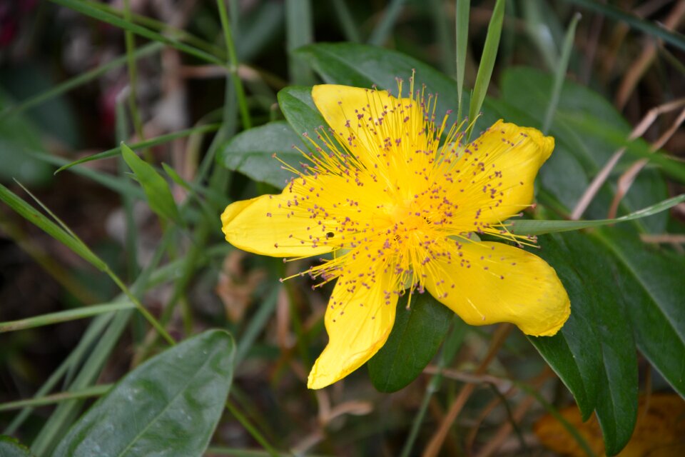 Petals garden blossomed
