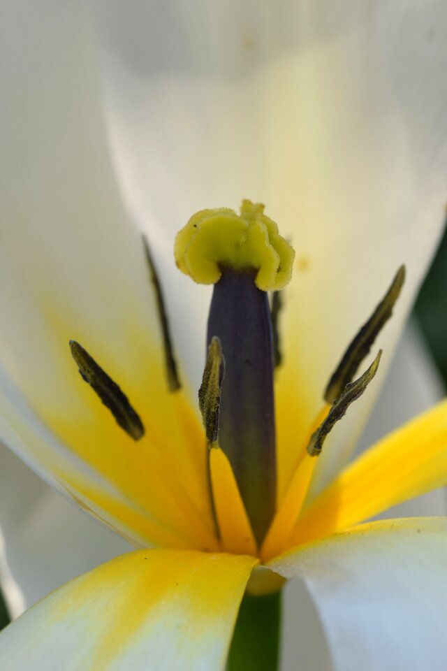 Tulip macro close up
