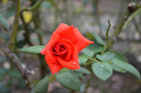 Red flowers dew photo