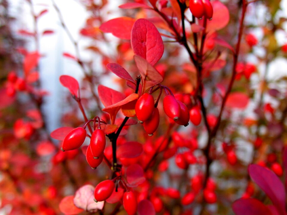 Autumn berry shrub