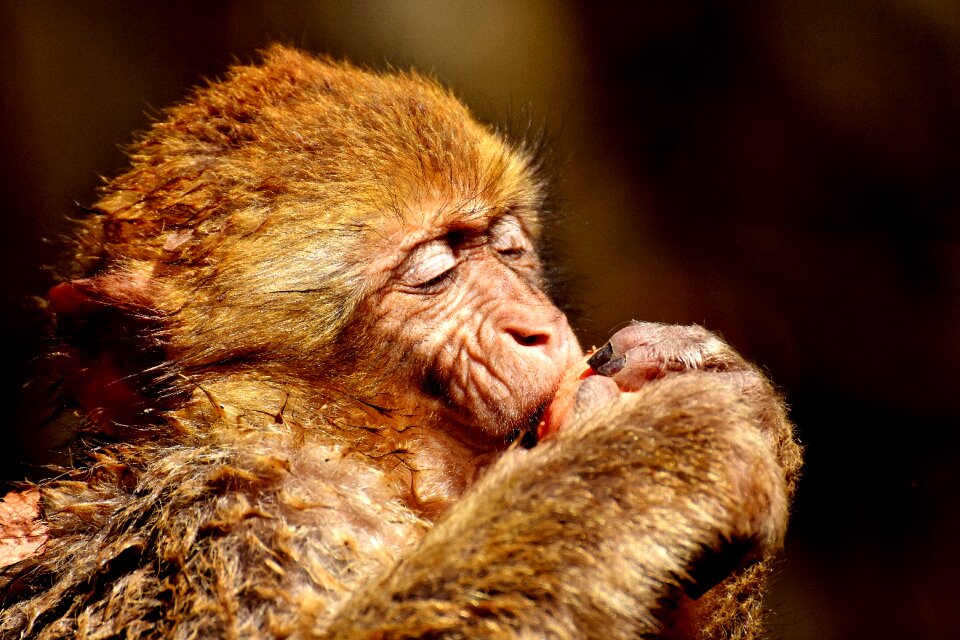 Food endangered species monkey mountain salem