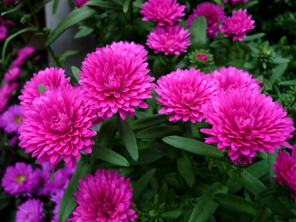Flowers pink flower garden