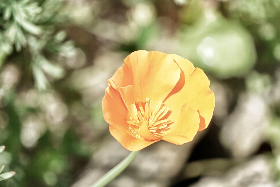 Flowering botany yellow